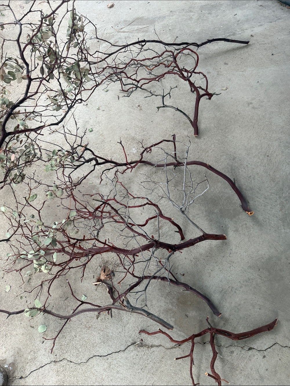 Curly Decorative Manzanita Branches in Red and Brown Natural Accent Aquascaping